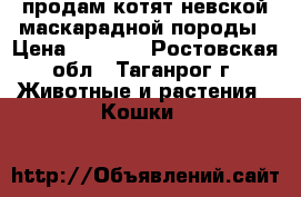 продам котят невской маскарадной породы › Цена ­ 1 500 - Ростовская обл., Таганрог г. Животные и растения » Кошки   